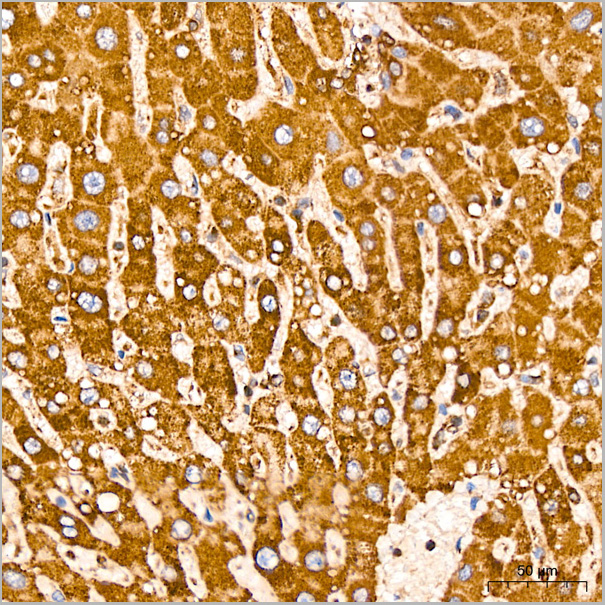 product-image-AAA28565_IHC4.jpg