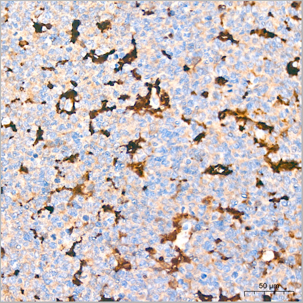 product-image-AAA28566_IHC5.jpg
