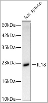 product-image-AAA28566_WB.jpg