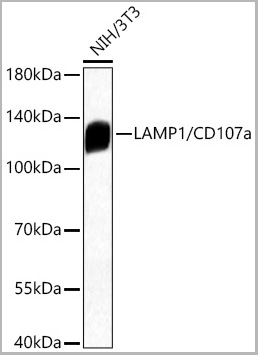product-image-AAA28569_WB3.jpg