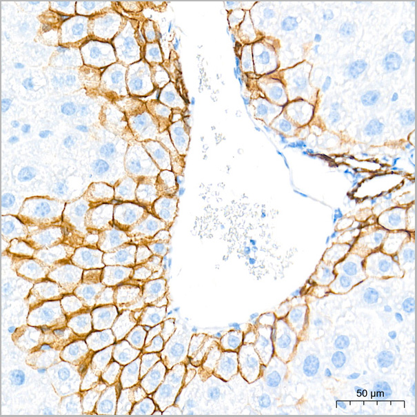 product-image-AAA28570_IHC2.jpg