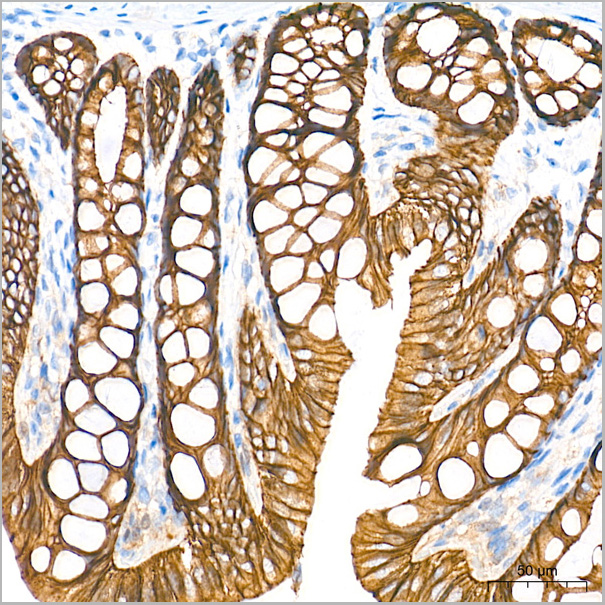product-image-AAA28570_IHC4.jpg