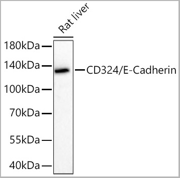 product-image-AAA28570_WB.jpg