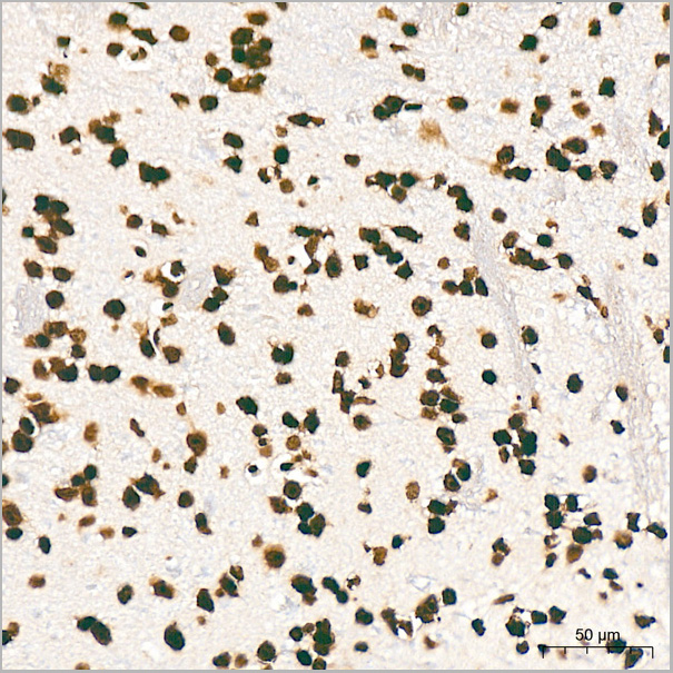 product-image-AAA28571_IHC3.jpg