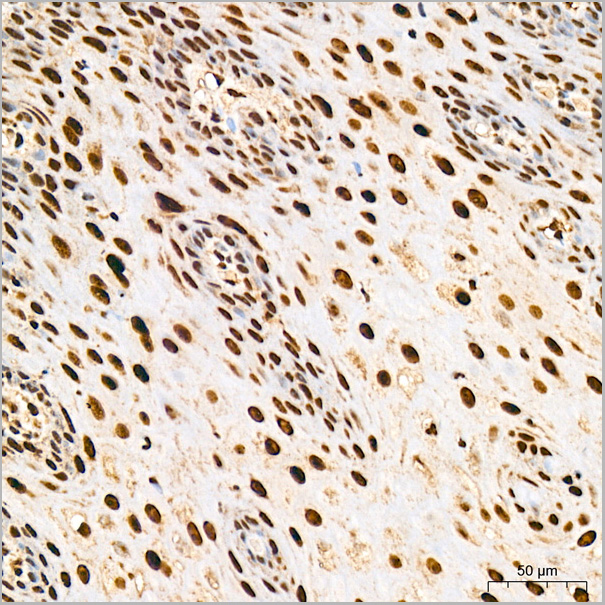 product-image-AAA28572_IHC3.jpg