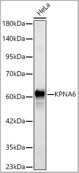 product-image-AAA28572_WB.jpg
