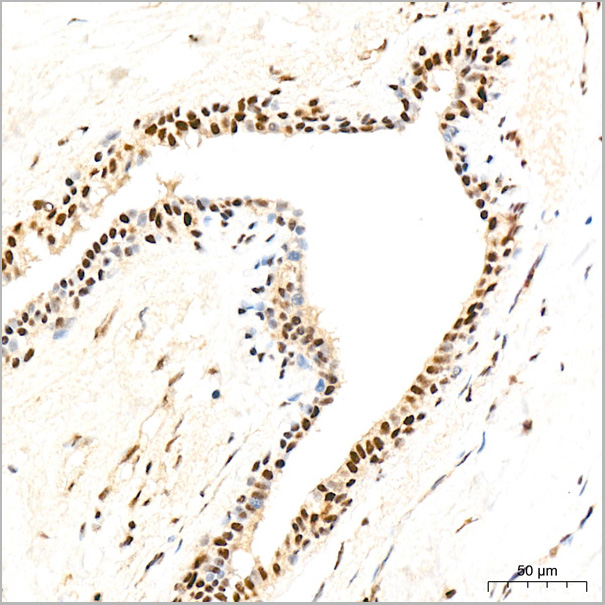 product-image-AAA28573_IHC3.jpg