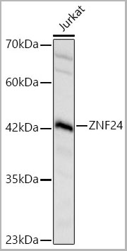 product-image-AAA28573_WB.jpg