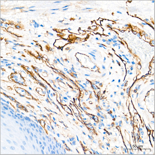 product-image-AAA28574_IHC3.jpg
