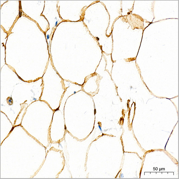 product-image-AAA28574_IHC4.jpg