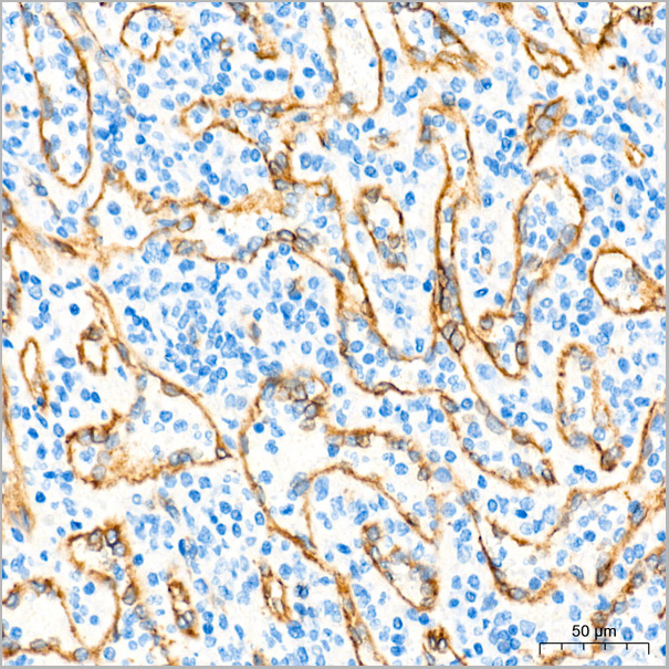 product-image-AAA28574_IHC5.jpg
