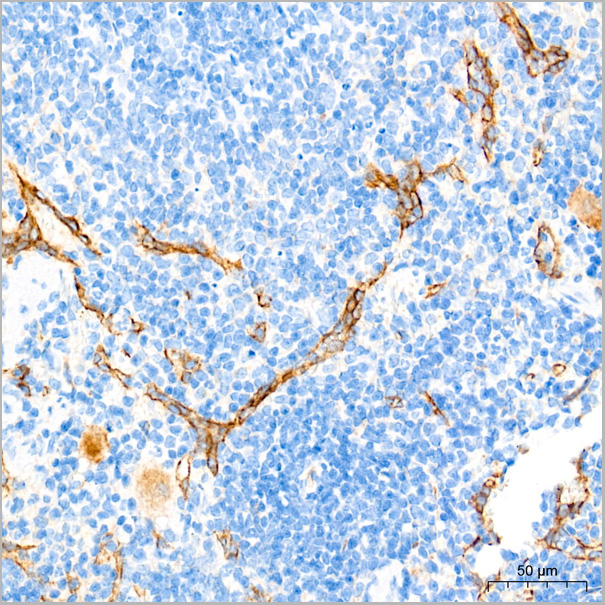 product-image-AAA28574_IHC8.jpg