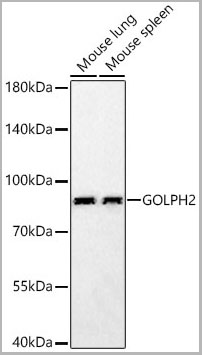 product-image-AAA28576_WB.jpg