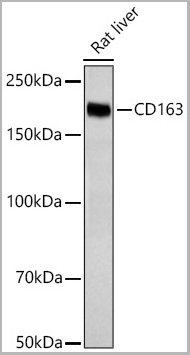 product-image-AAA28577_IHC3.jpg