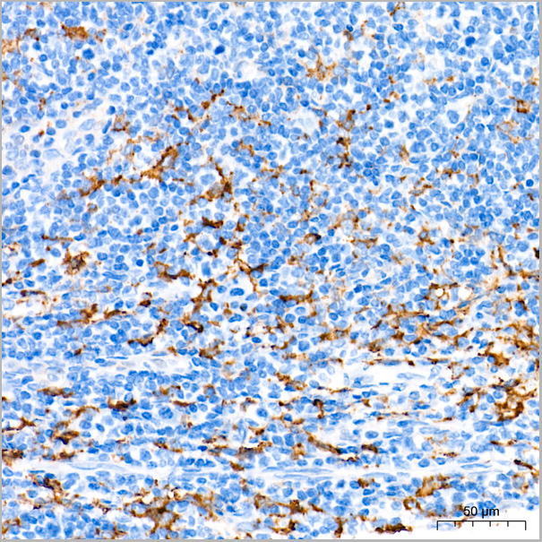 product-image-AAA28577_IHC4.jpg