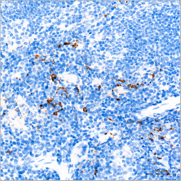 product-image-AAA28577_IHC6.jpg