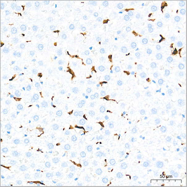 product-image-AAA28577_IHC7.jpg