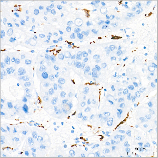 product-image-AAA28577_IHC9.jpg