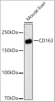 product-image-AAA28577_WB.jpg