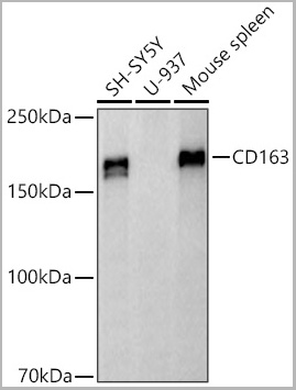 product-image-AAA28577_WB2.jpg