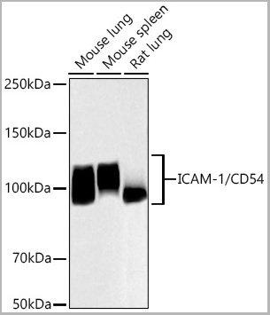 product-image-AAA28578_IHC4.jpg