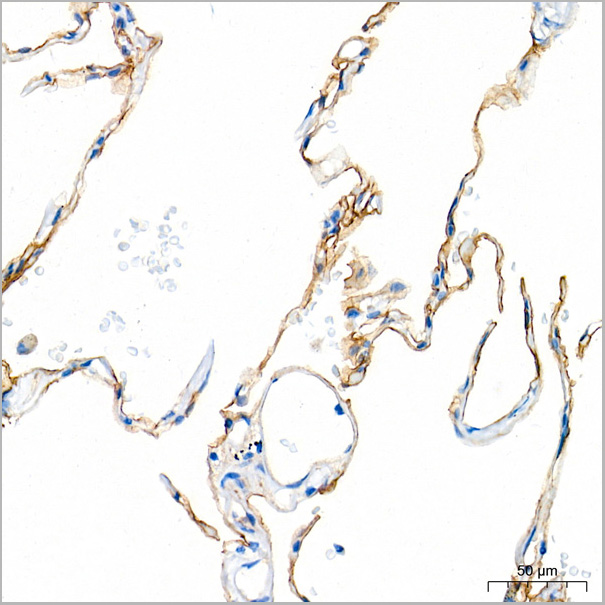 product-image-AAA28578_IHC6.jpg