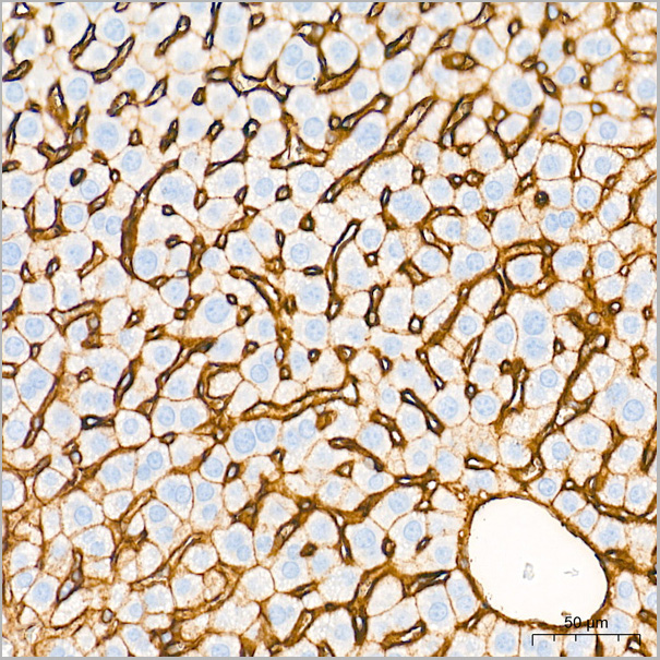 product-image-AAA28578_IHC7.jpg