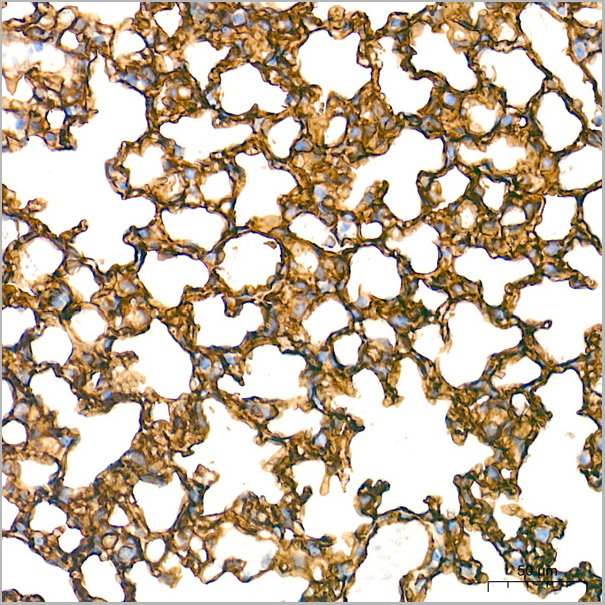 product-image-AAA28578_IHC8.jpg