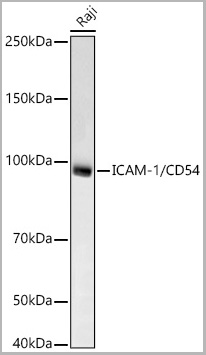 product-image-AAA28578_WB2.jpg