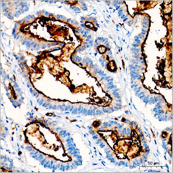 product-image-AAA28579_IHC4.jpg