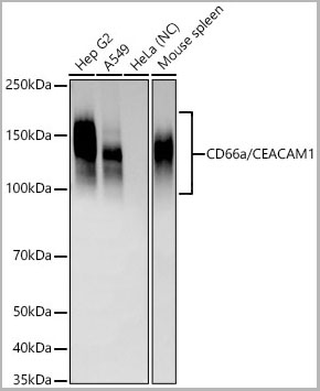 product-image-AAA28579_WB.jpg