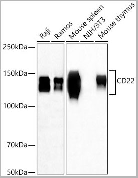 product-image-AAA28580_WB.jpg