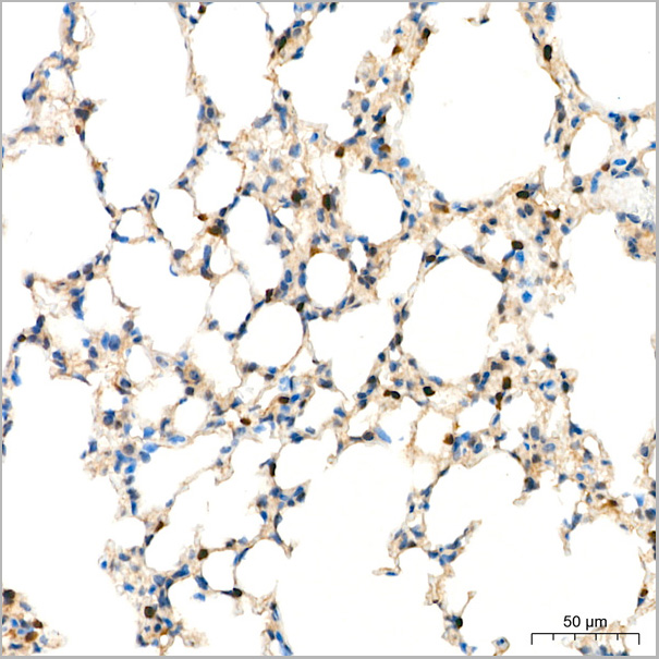 product-image-AAA28582_IHC3.jpg