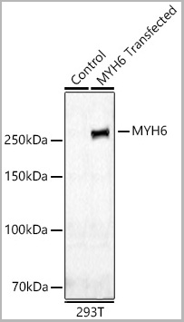 product-image-AAA28584_WB.jpg