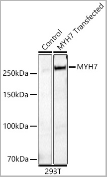 product-image-AAA28584_WB2.jpg