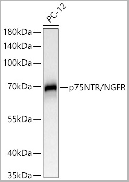 product-image-AAA28585_WB.jpg