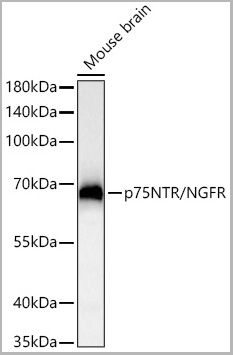 product-image-AAA28585_WB2.jpg