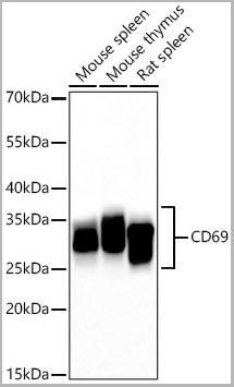 product-image-AAA28586_WB.jpg