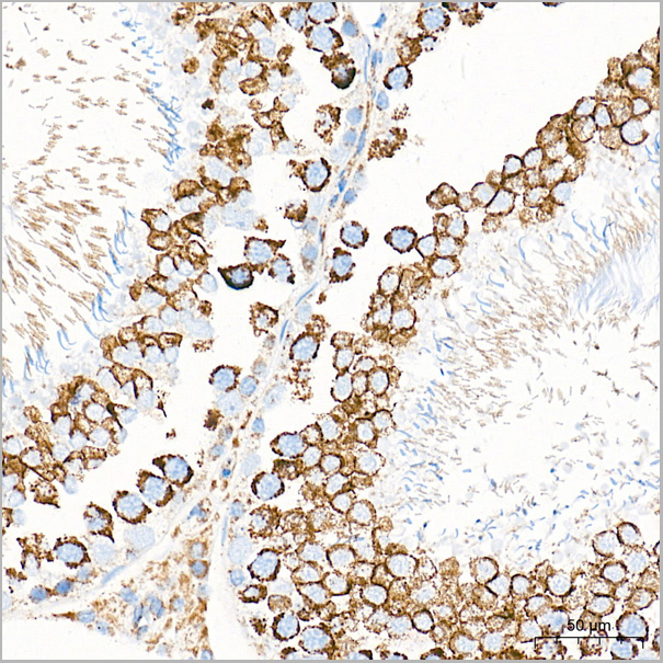 product-image-AAA28587_IHC8.jpg