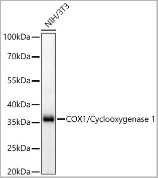 product-image-AAA28587_WB2.jpg