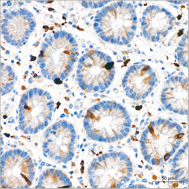 product-image-AAA28588_IHC4.jpg