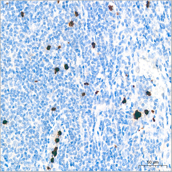 product-image-AAA28588_IHC7.jpg