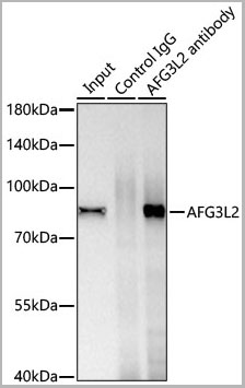 product-image-AAA28589_IP9.jpg