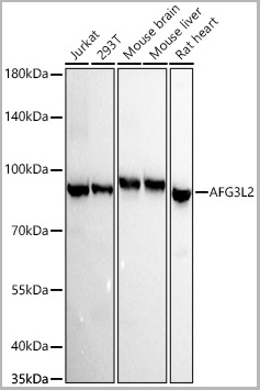 product-image-AAA28589_WB.jpg