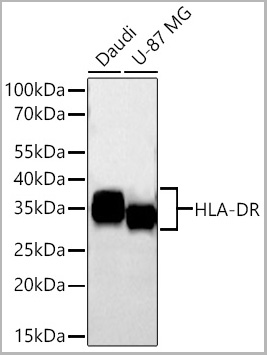 product-image-AAA28590_WB.jpg