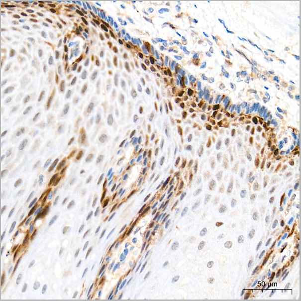product-image-AAA28591_IHC3.jpg