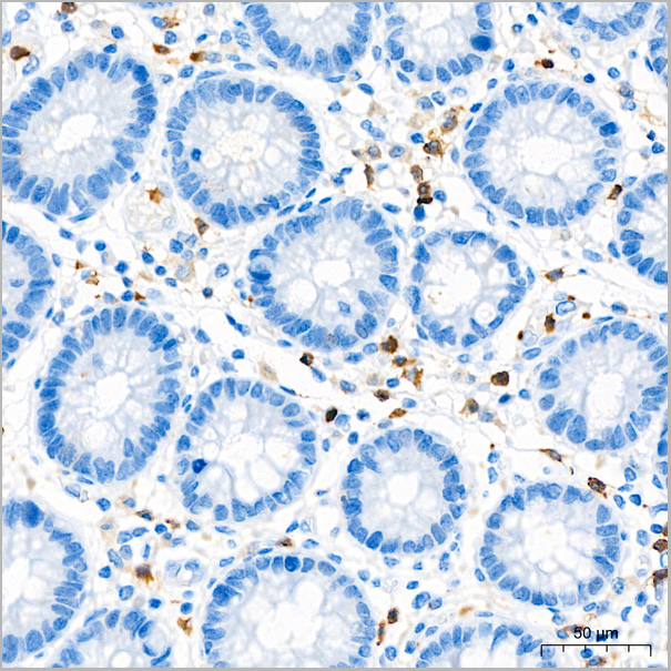 product-image-AAA28592_IHC7.jpg