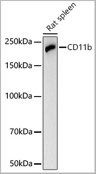 product-image-AAA28592_WB3.jpg