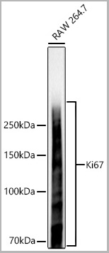 product-image-AAA28593_IHC3.jpg