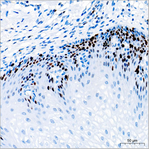 product-image-AAA28593_IHC5.jpg
